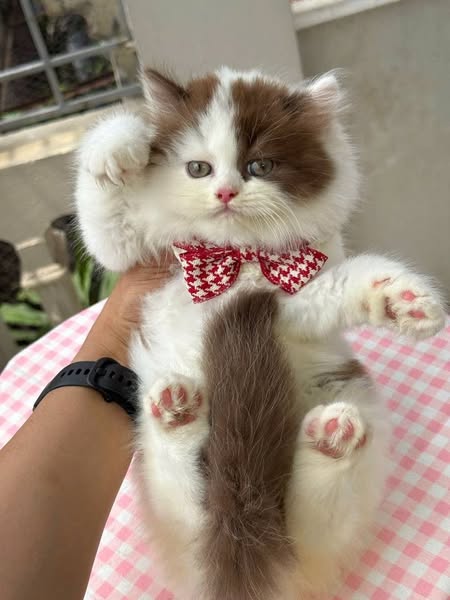 British Longhair