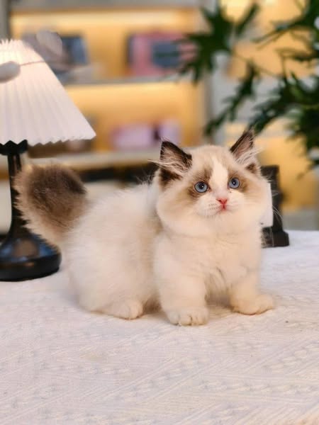Munchkin