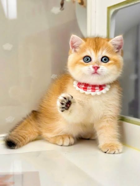 British Shorthair