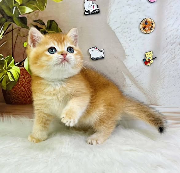 British Shorthair