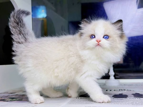 Ragdoll