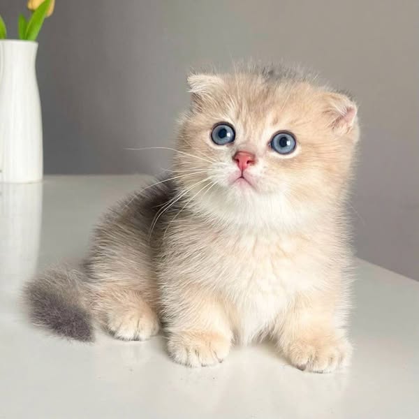Munchkin Fold