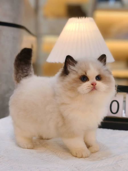 Ragdoll