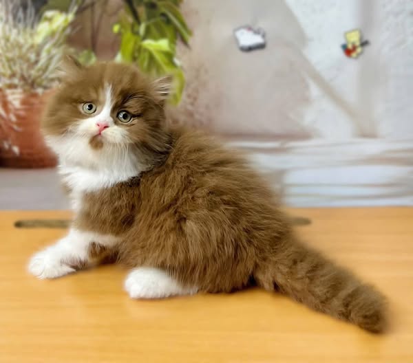 British Longhair
