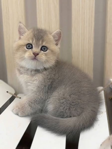 British Shorthair