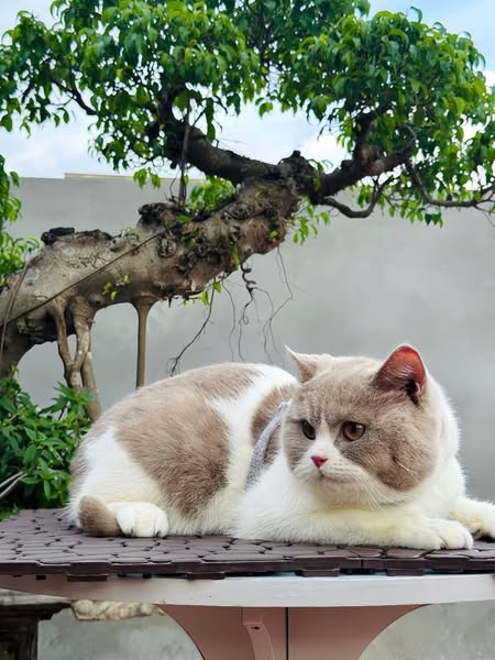 British Shorthair