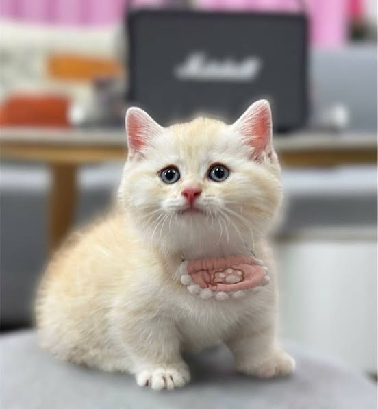 Munchkin