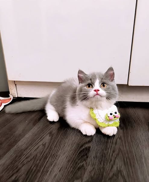 Munchkin