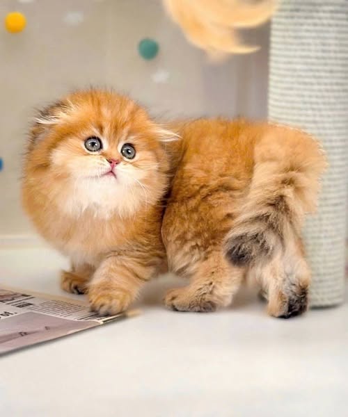 Scottish Fold