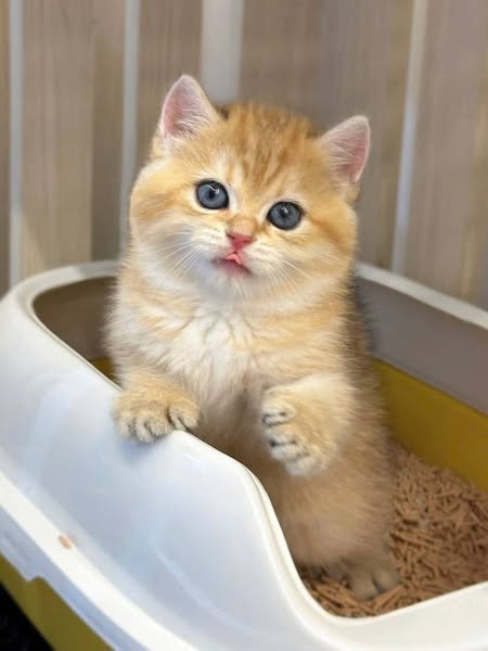 British Shorthair