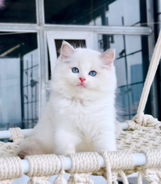Ragdoll