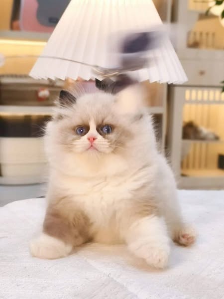 Ragdoll