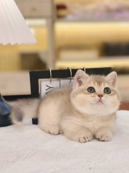 Munchkin
