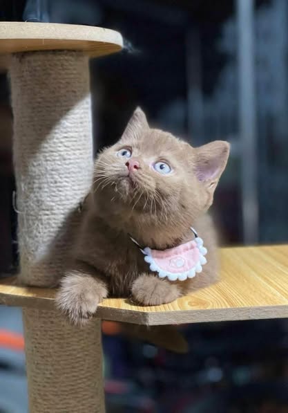British Shorthair