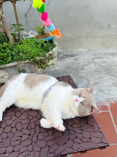 British Shorthair