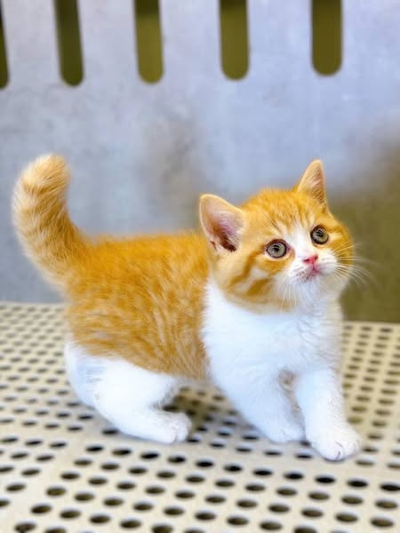 British Shorthair