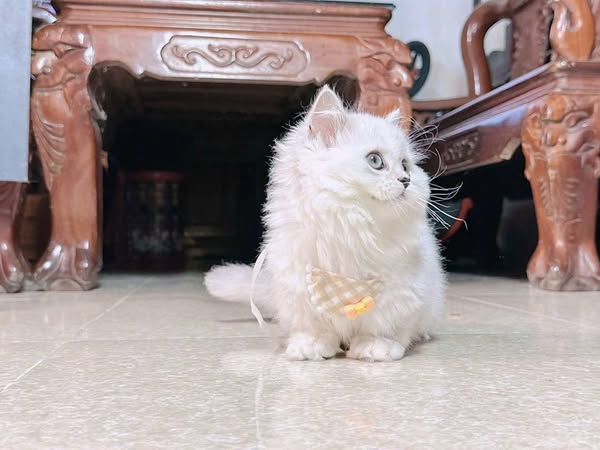 Munchkin Longhair