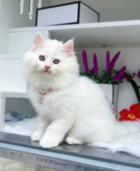 British Longhair