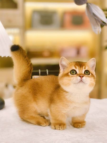 Munchkin