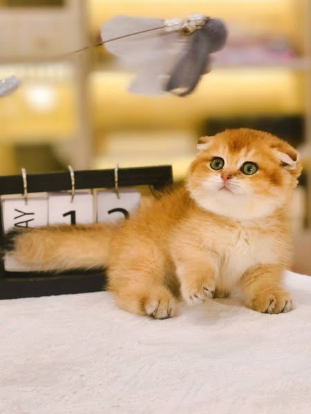 Munchkin Fold