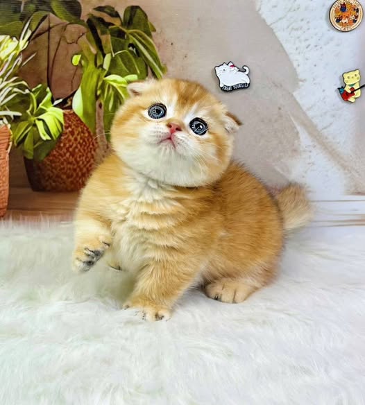 Munchkin Fold
