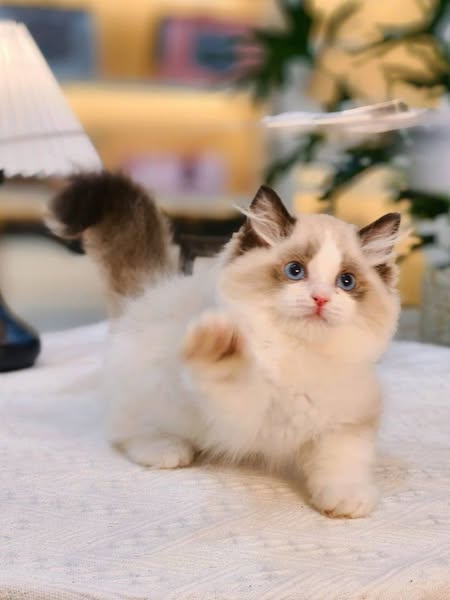 Munchkin