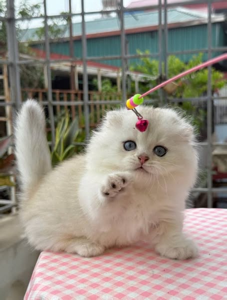 Munchkin Fold Longhair