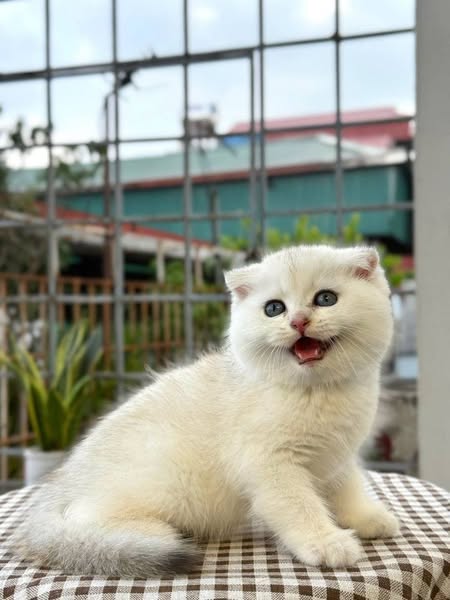 Scottish Fold
