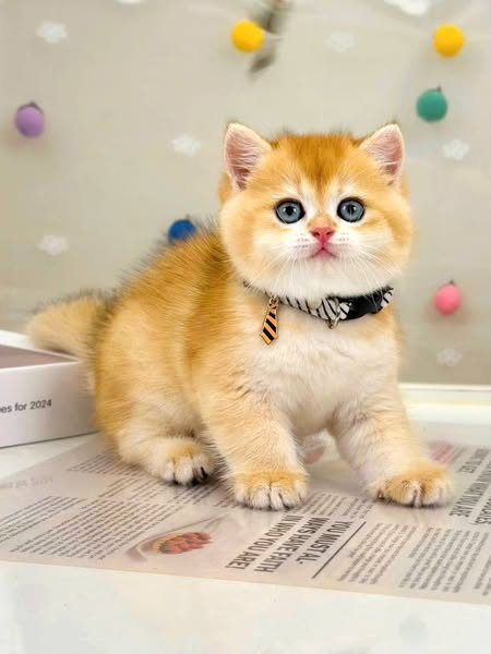 British Shorthair