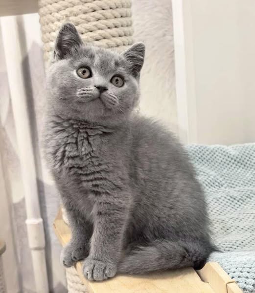 British Shorthair