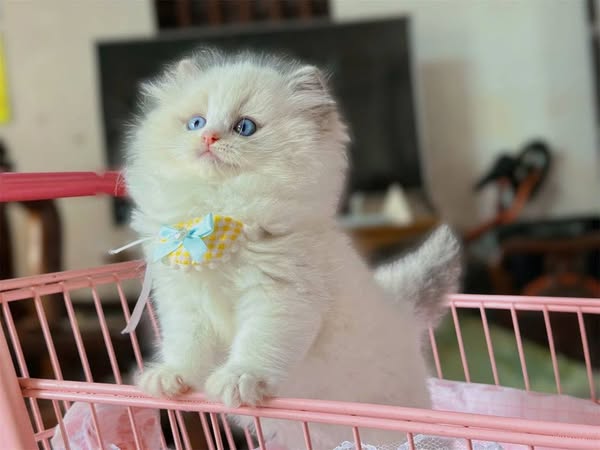 Ragdoll