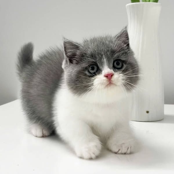 Munchkin