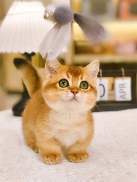 Munchkin