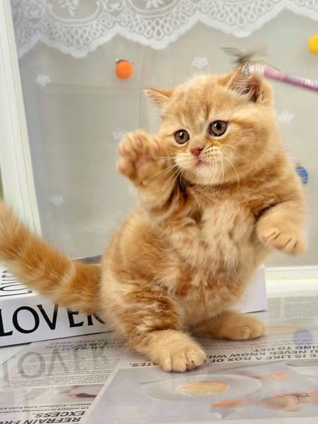 Munchkin