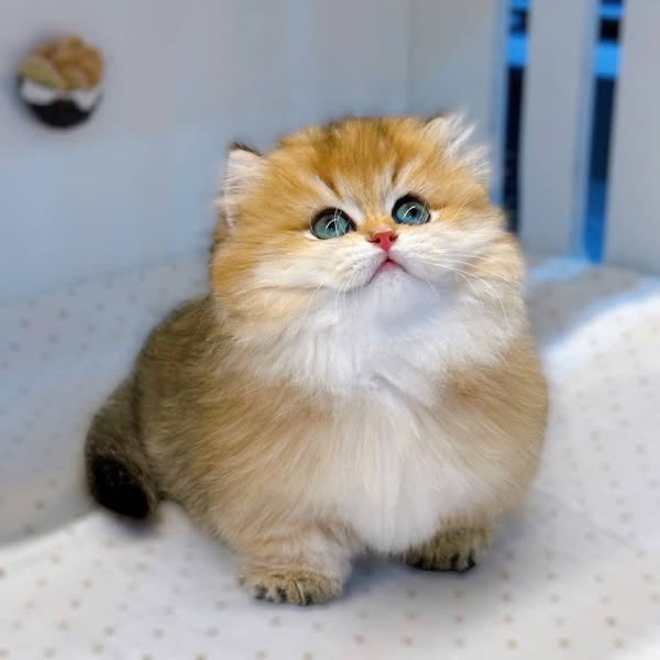 Munchkin Longhair