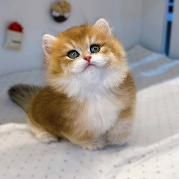 Munchkin Longhair