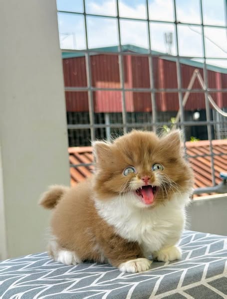 Munchkin Longhair