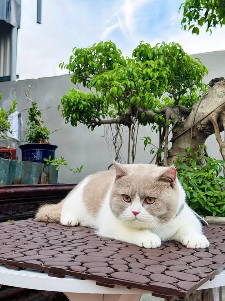 British Shorthair