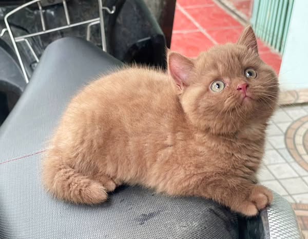 British Shorthair