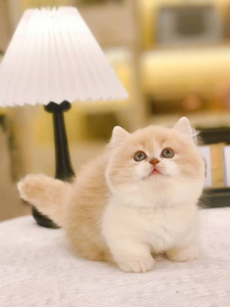 Munchkin Longhair