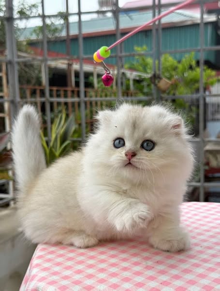 Munchkin Fold Longhair