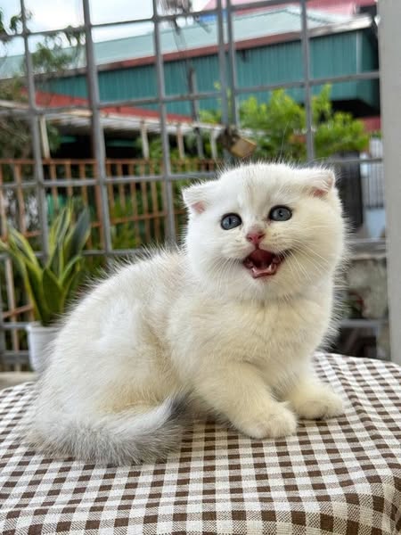 Scottish Fold