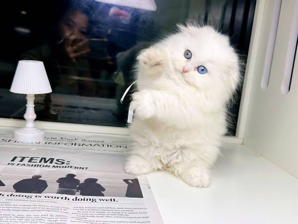 Munchkin Fold