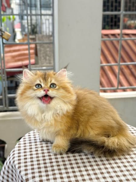 British Longhair