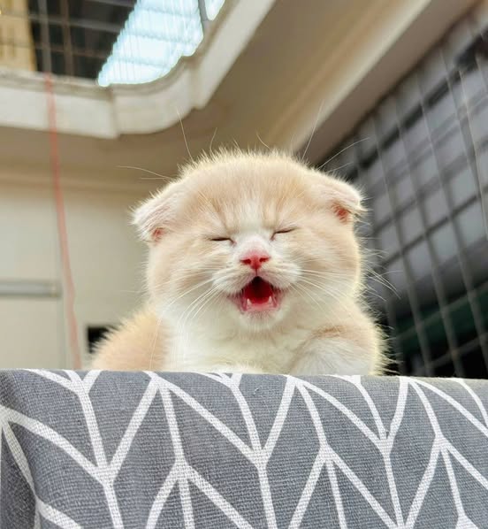 Munchkin Fold