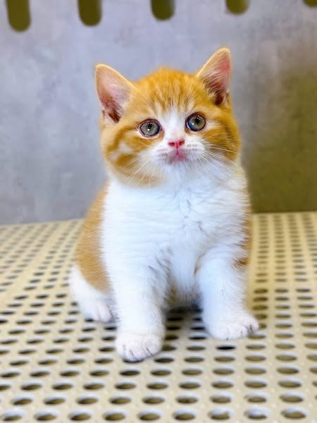 British Shorthair
