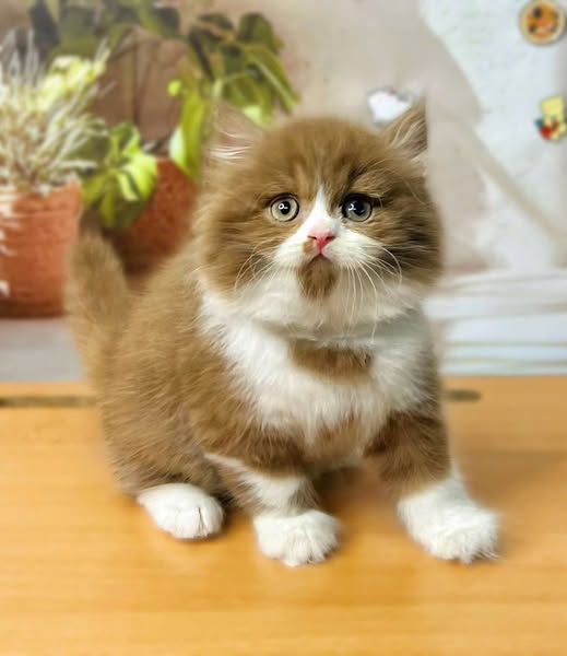 British Longhair