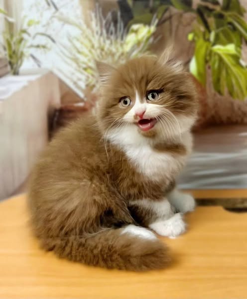 British Longhair
