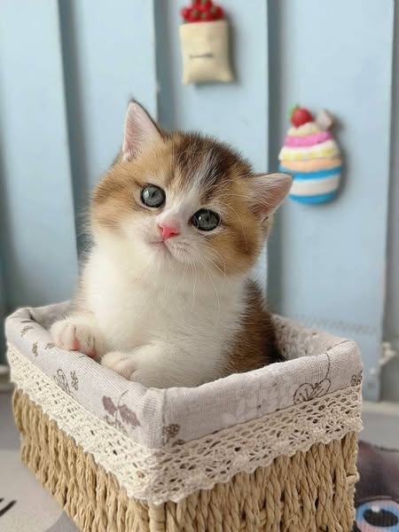 Munchkin