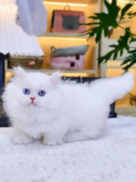 Munchkin Longhair